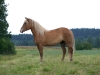 Savikon Venla s. 2005, Vapun Vieno
